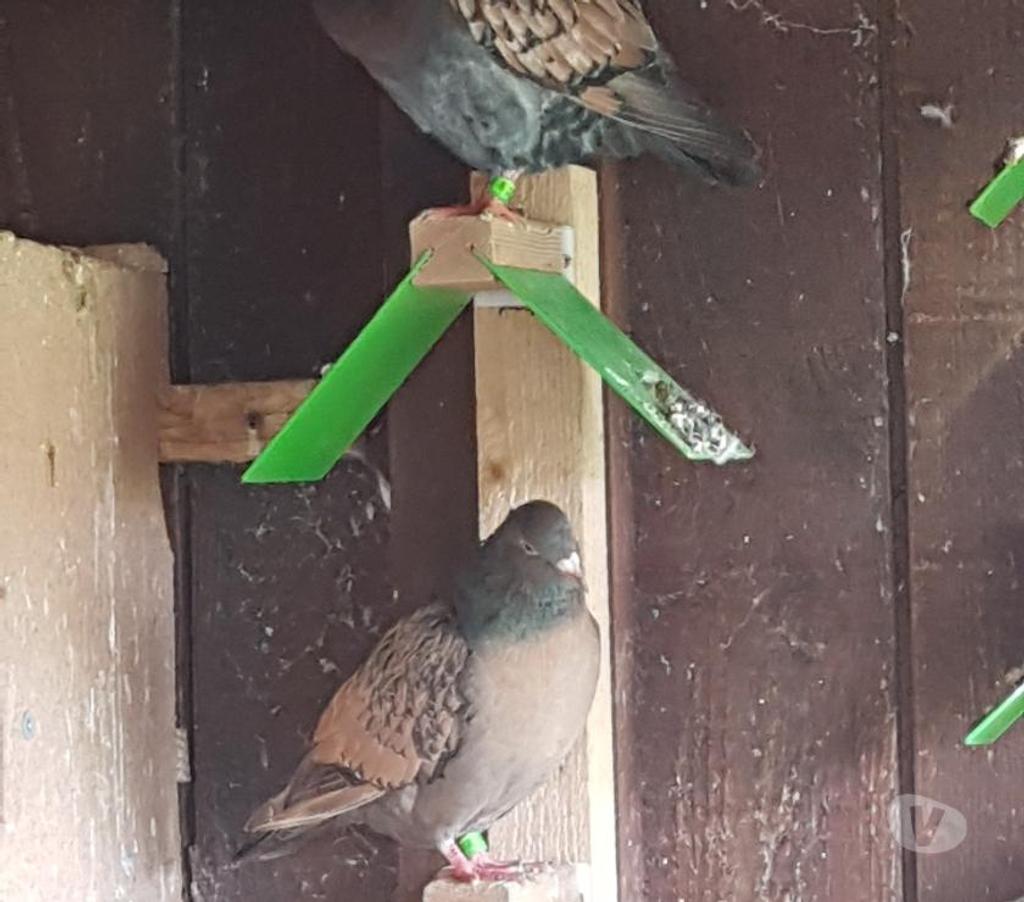Vente Landes Lussagnet - 40270 - Photos Vivastreet Pigeons voyageurs de couleurs