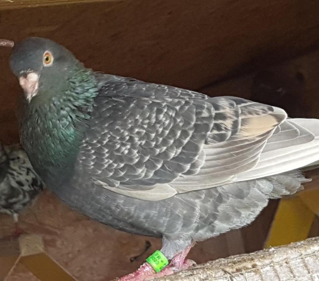 Vente Landes Lussagnet - 40270 - Photos Vivastreet Pigeons voyageurs de couleurs