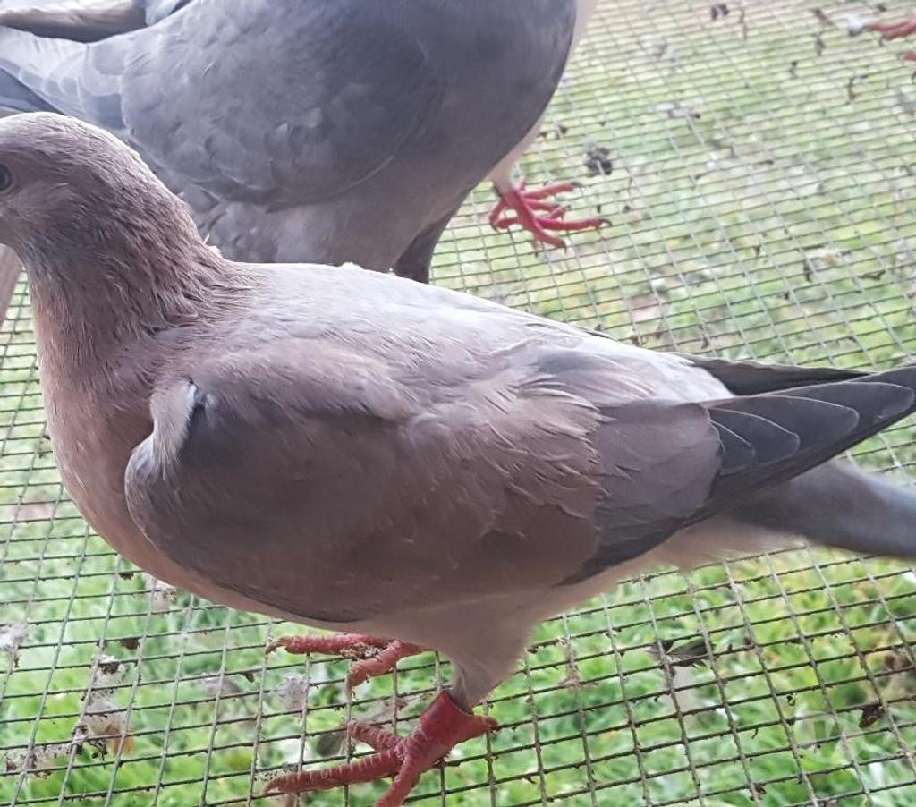 Vente Landes Lussagnet - 40270 - Photos Vivastreet Pigeons voyageurs de couleurs
