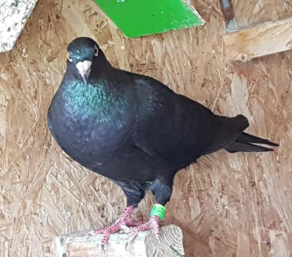 Vente Landes Lussagnet - 40270 - Photos Vivastreet Pigeons voyageurs de couleurs