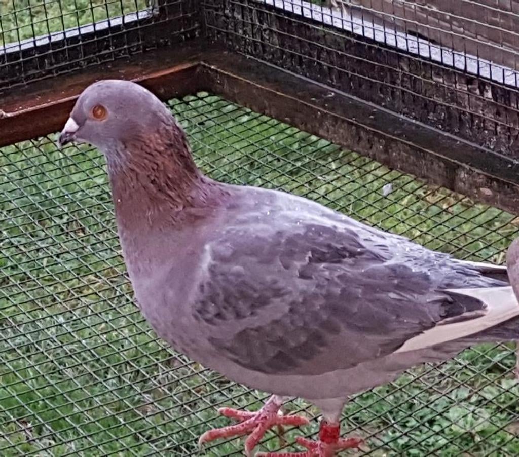 Vente Landes Lussagnet - 40270 - Photos Vivastreet Pigeons voyageurs de couleurs