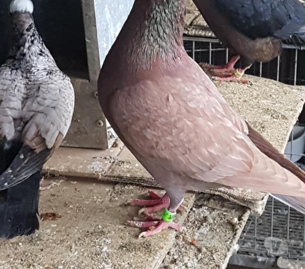 Vente Landes Lussagnet - 40270 - Photos Vivastreet Pigeons voyageurs de couleurs