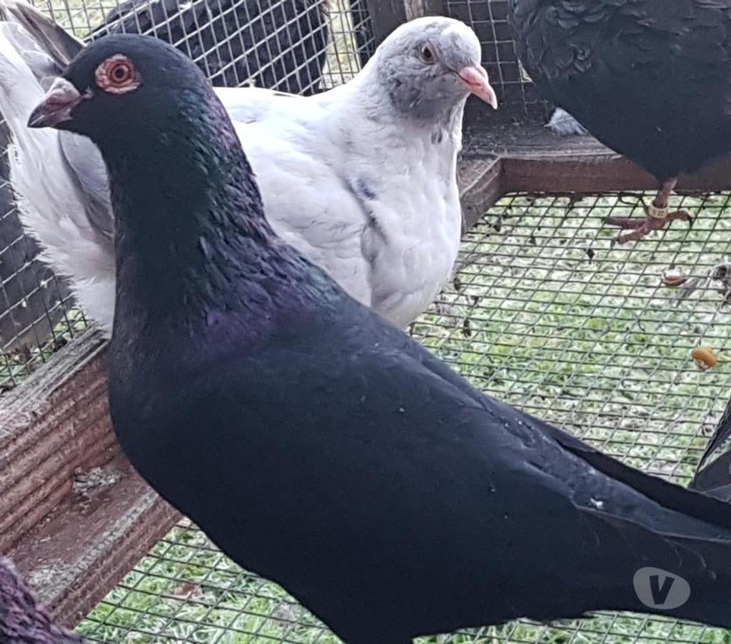 Vente Landes Lussagnet - 40270 - Photos Vivastreet Pigeons voyageurs de couleurs