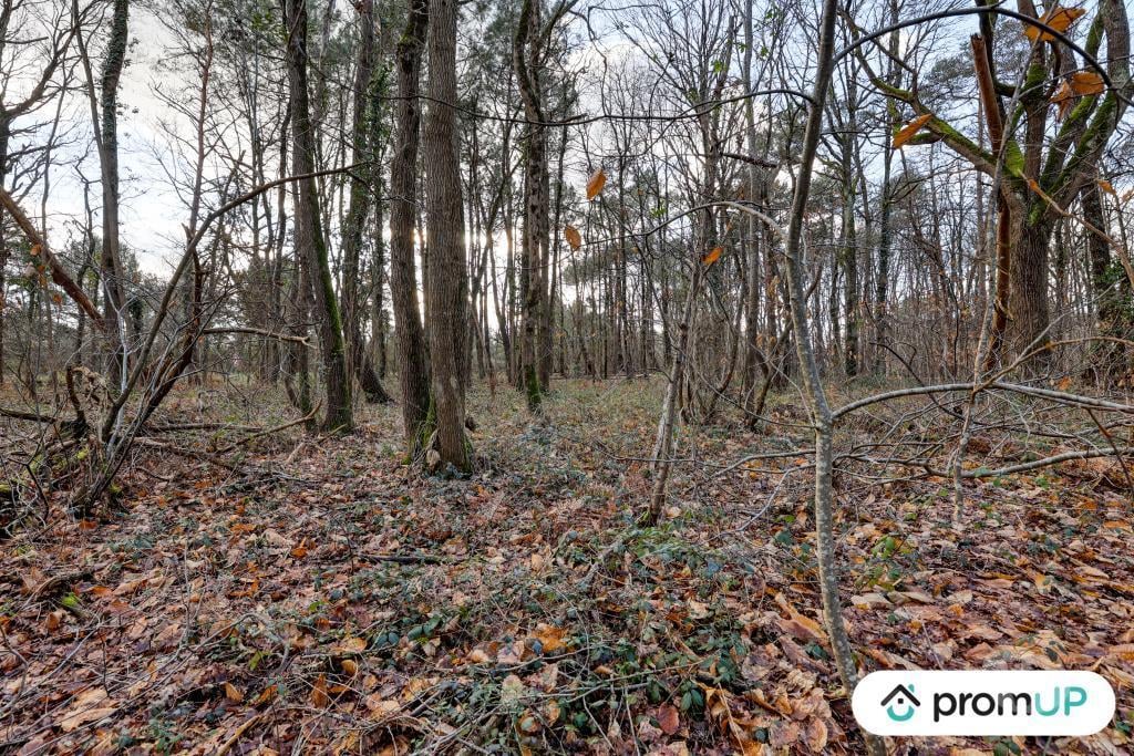 Terrain à vendre Loir-et-Cher Chatillon sur Cher - 41130 - Photos Vivastreet (V6496) Terrain (forêt) de 770 m2 à CHÂTILLON-SUR-CHER