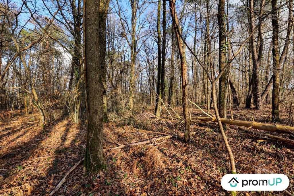 Terrain à vendre Loir-et-Cher Chatillon sur Cher - 41130 - Photos Vivastreet (V6496) Terrain (forêt) de 770 m2 à CHÂTILLON-SUR-CHER