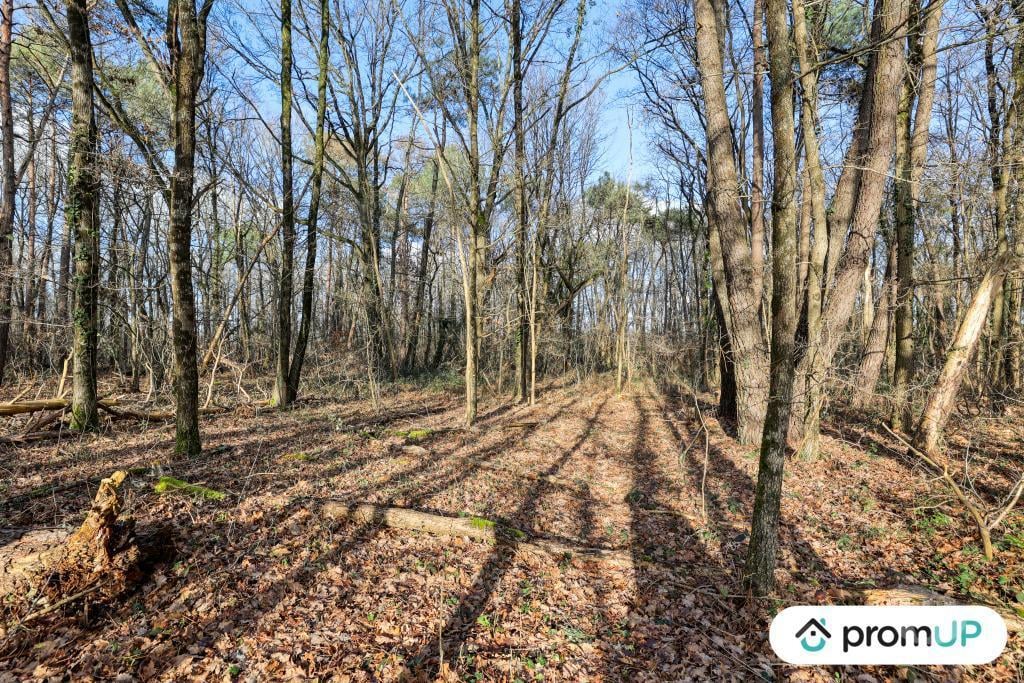 Terrain à vendre Loir-et-Cher Chatillon sur Cher - 41130 - Photos Vivastreet (V6496) Terrain (forêt) de 770 m2 à CHÂTILLON-SUR-CHER