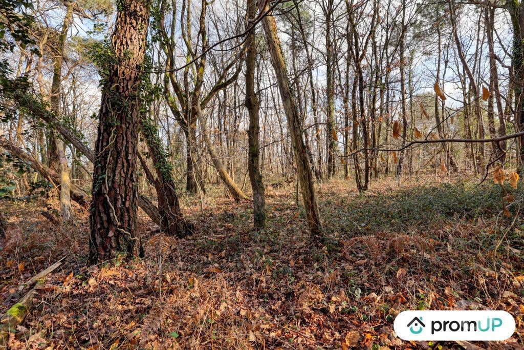 Terrain à vendre Loir-et-Cher Chatillon sur Cher - 41130 - Photos Vivastreet (V6496) Terrain (forêt) de 770 m2 à CHÂTILLON-SUR-CHER