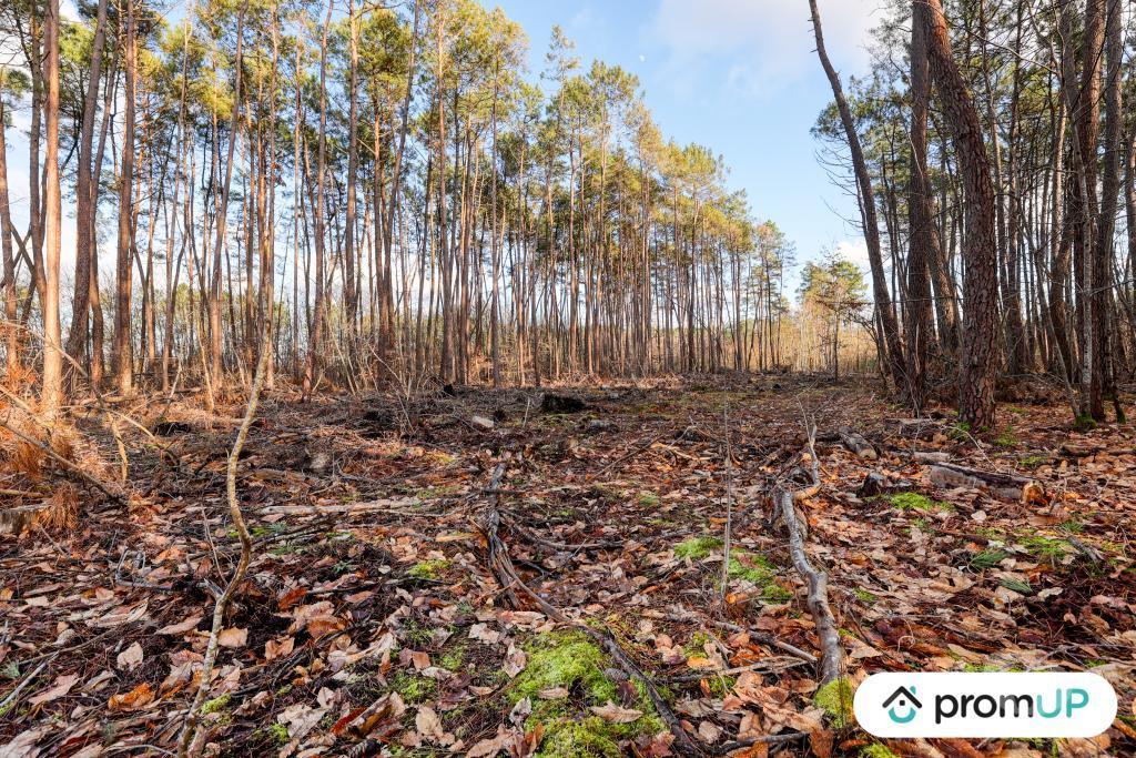 Terrain à vendre Loir-et-Cher Chatillon sur Cher - 41130 - Photos Vivastreet (V6502) Forêt de 1570 m2 à CHÂTILLON-SUR-CHER