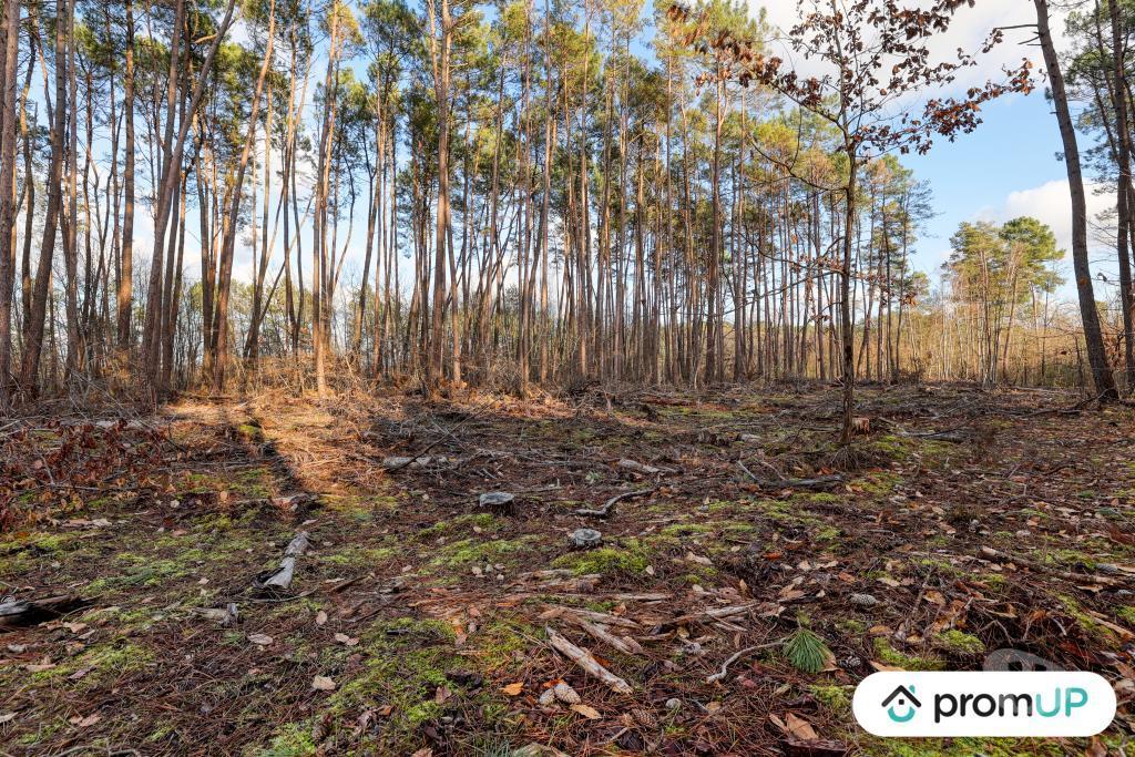 Terrain à vendre Loir-et-Cher Chatillon sur Cher - 41130 - Photos Vivastreet (V6502) Forêt de 1570 m2 à CHÂTILLON-SUR-CHER
