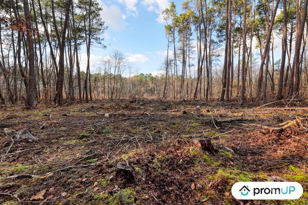 Terrain à vendre Loir-et-Cher Chatillon sur Cher - 41130 - Photos Vivastreet (V6502) Forêt de 1570 m2 à CHÂTILLON-SUR-CHER