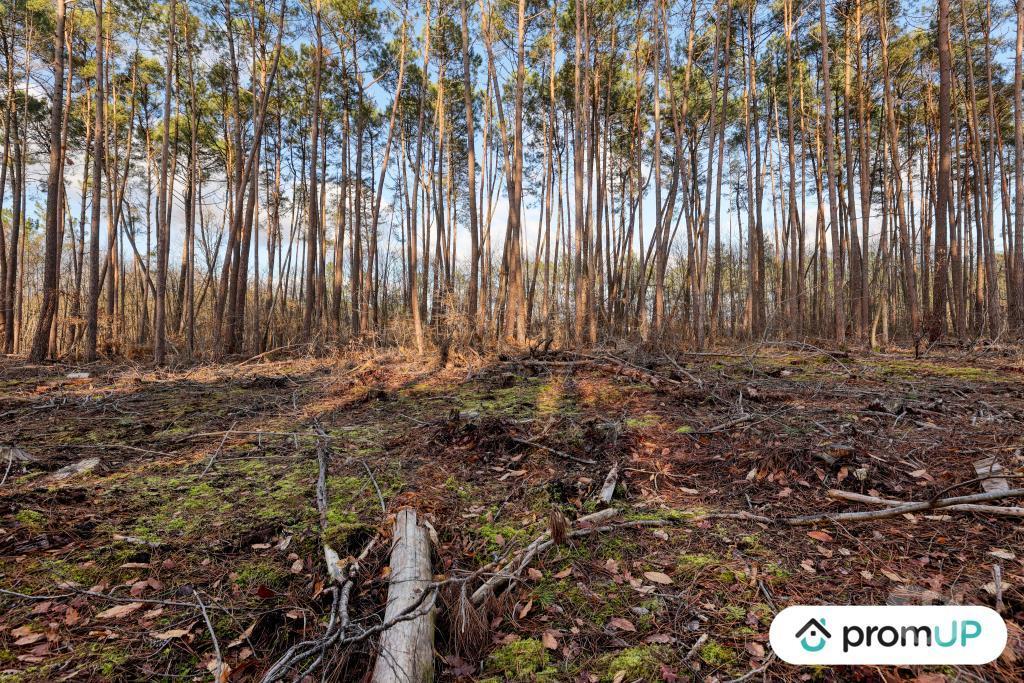 Terrain à vendre Loir-et-Cher Chatillon sur Cher - 41130 - Photos Vivastreet (V6502) Forêt de 1570 m2 à CHÂTILLON-SUR-CHER