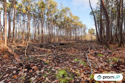 Vente Terrain Chatillon sur Cher Loir-et-Cher - Photos Vivastreet (V6502) Forêt de 1570 m2 à CHÂTILLON-SUR-CHER