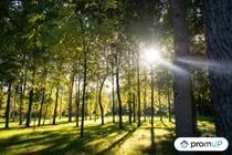 (V6498) Forêt de 645 m2 à MEUSNES