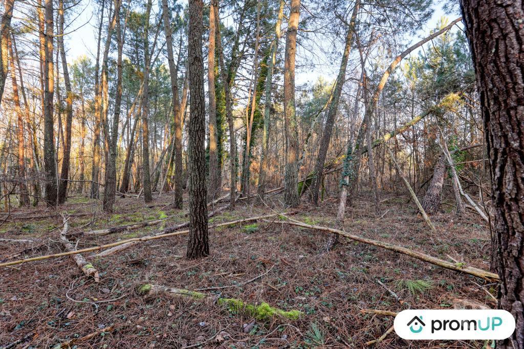 Terrain à vendre Loir-et-Cher Chatillon sur Cher - 41130 - Photos Vivastreet (V6499) Forêt de 1595 m2 à CHÂTILLON-SUR-CHER