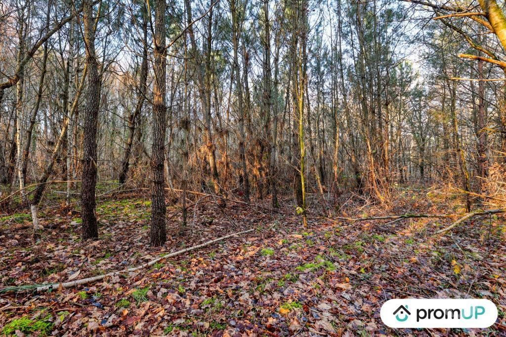 Terrain à vendre Loir-et-Cher Chatillon sur Cher - 41130 - Photos Vivastreet (V6499) Forêt de 1595 m2 à CHÂTILLON-SUR-CHER