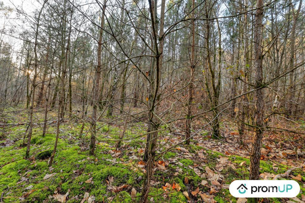 Terrain à vendre Loir-et-Cher Chatillon sur Cher - 41130 - Photos Vivastreet (V6499) Forêt de 1595 m2 à CHÂTILLON-SUR-CHER