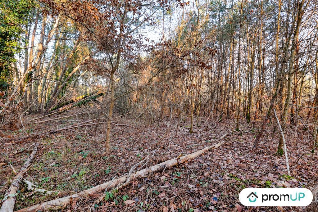 Terrain à vendre Loir-et-Cher Chatillon sur Cher - 41130 - Photos Vivastreet (V6499) Forêt de 1595 m2 à CHÂTILLON-SUR-CHER