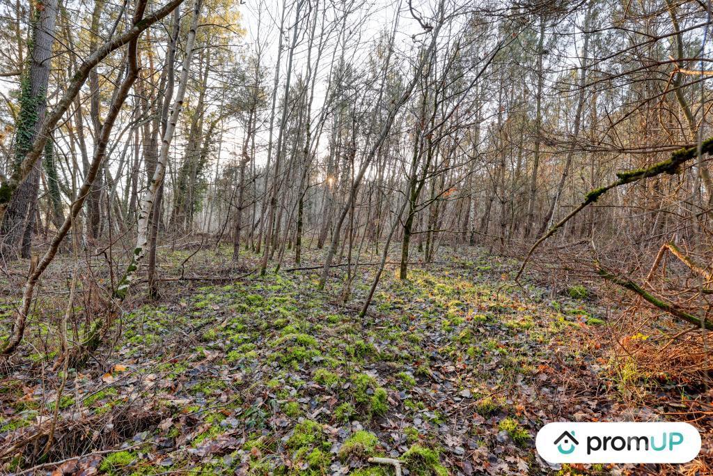 Terrain à vendre Loir-et-Cher Chatillon sur Cher - 41130 - Photos Vivastreet (V6499) Forêt de 1595 m2 à CHÂTILLON-SUR-CHER