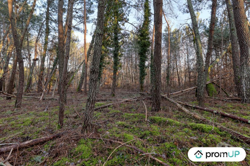 Terrain à vendre Loir-et-Cher Chatillon sur Cher - 41130 - Photos Vivastreet (V6499) Forêt de 1595 m2 à CHÂTILLON-SUR-CHER
