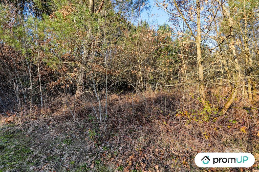 Terrain à vendre Loir-et-Cher Chatillon sur Cher - 41130 - Photos Vivastreet (V6499) Forêt de 1595 m2 à CHÂTILLON-SUR-CHER