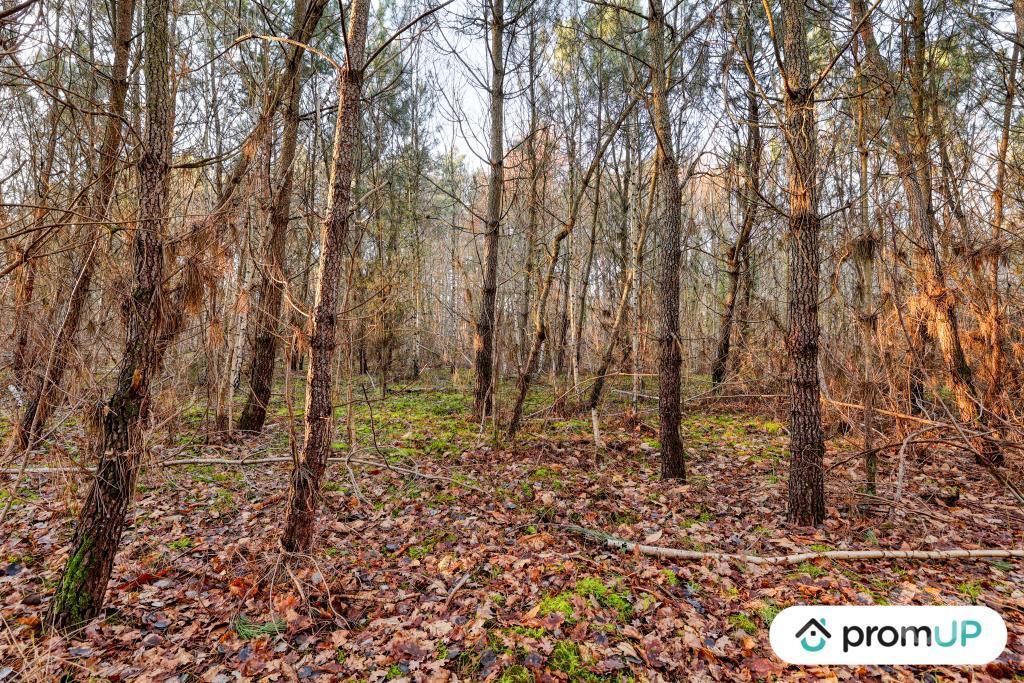 Terrain à vendre Loir-et-Cher Chatillon sur Cher - 41130 - Photos Vivastreet (V6499) Forêt de 1595 m2 à CHÂTILLON-SUR-CHER