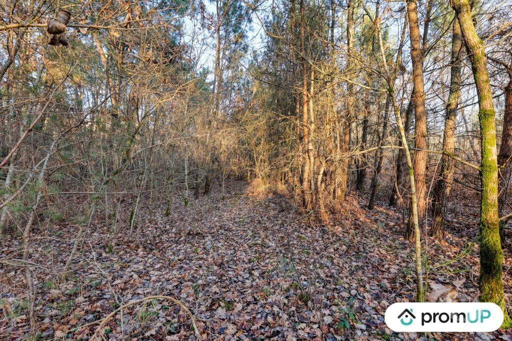 Terrain à vendre Loir-et-Cher Chatillon sur Cher - 41130 - Photos Vivastreet (V6499) Forêt de 1595 m2 à CHÂTILLON-SUR-CHER