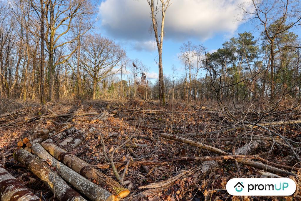 Terrain à vendre Loir-et-Cher Chatillon sur Cher - 41130 - Photos Vivastreet (V6500) Forêt de 3925 m2 à CHÂTILLON-SUR-CHER