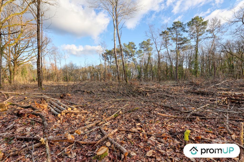 Terrain à vendre Loir-et-Cher Chatillon sur Cher - 41130 - Photos Vivastreet (V6500) Forêt de 3925 m2 à CHÂTILLON-SUR-CHER