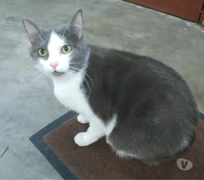 Don animaux Ste Cecile les Vignes Vaucluse - Photos Vivastreet NANA à l'adoption née en 2020