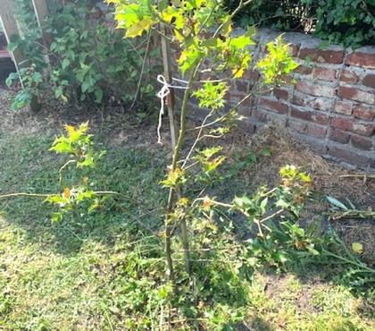 Bricolage - Jardin - Outillage Valenciennes Nord - Photos Vivastreet Pieds de houx 236