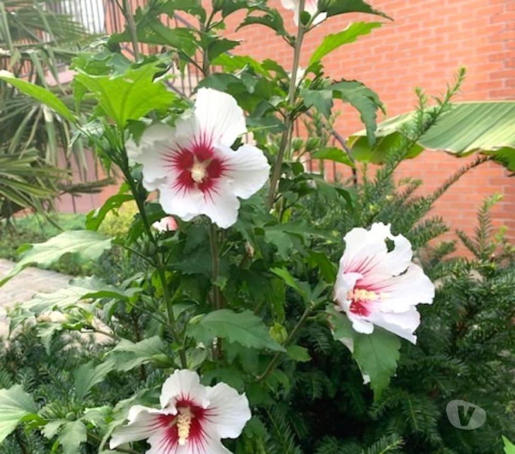  Nord Valenciennes - 59300 - Photos Vivastreet Hibiscus de 0,7 à 1,65m 74