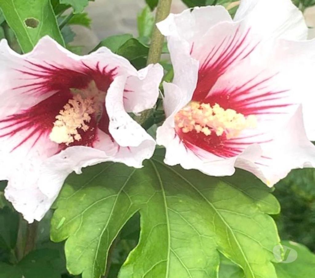 Nord Valenciennes - 59300 - Photos Vivastreet Hibiscus de 0,7 à 1,65m 74