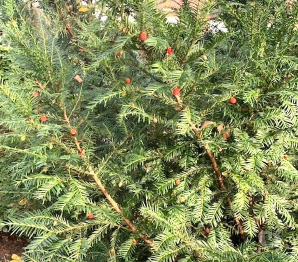  Nord Valenciennes - 59300 - Photos Vivastreet Sapin avec les fruits rouges sauvages. 182