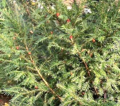 Bricolage - Jardin - Outillage Valenciennes Nord - Photos Vivastreet Sapin avec les fruits rouges sauvages. 182