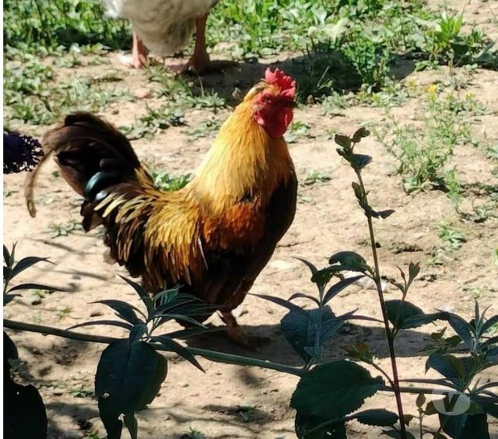 Don animaux Allier Ainay le Chateau - 03360 - Photos Vivastreet NUGGETS, beau coq nain à adopter via l'association UMA 
