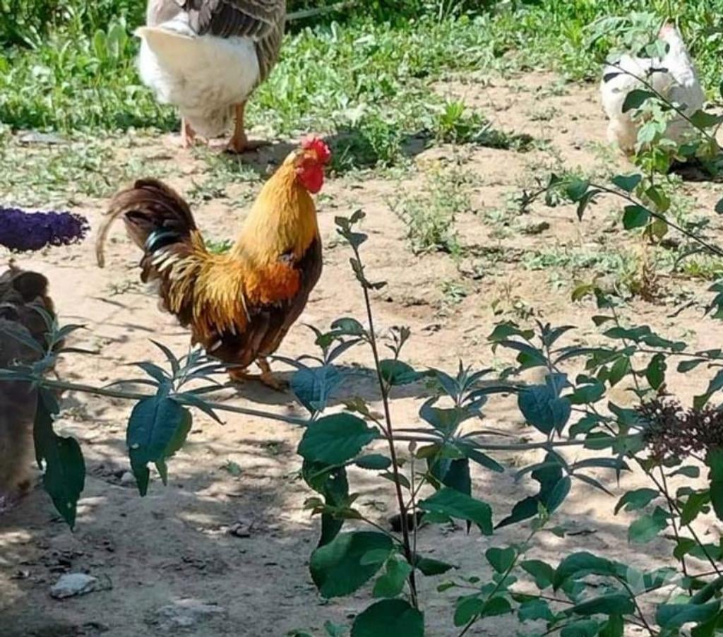 Don animaux Allier Ainay le Chateau - 03360 - Photos Vivastreet NUGGETS, beau coq nain à adopter via l'association UMA 