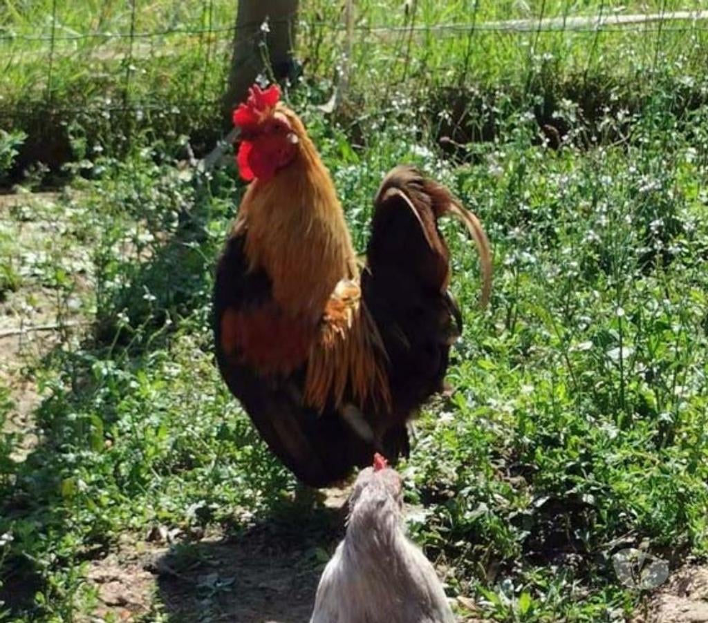 Don animaux Allier Ainay le Chateau - 03360 - Photos Vivastreet NUGGETS, beau coq nain à adopter via l'association UMA 