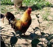 NUGGETS, beau coq nain à adopter via l'association UMA