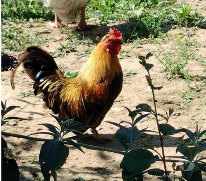 Don animaux Ainay le Chateau Allier - Photos Vivastreet NUGGETS, beau coq nain à adopter via l'association UMA