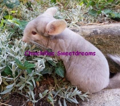Vente Strasbourg Strasbourg - Photos Vivastreet Chinchillas 2 femelles mamie petite fille mutations rares