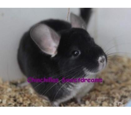 Don Nancy Nancy - Photos Vivastreet Chinchilla Mâle Black Pearl rare de notre élevage