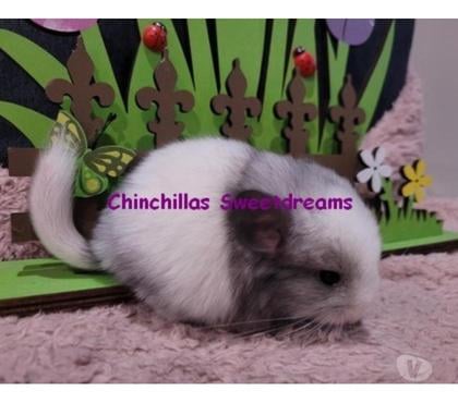 Vente animaux Reims Marne - Photos Vivastreet 2 chinchillas nouveaux nés white ebony à réserver