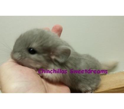 Vente animaux Dijon Côte-d'Or - Photos Vivastreet Chinchilla violette retraitée disponible