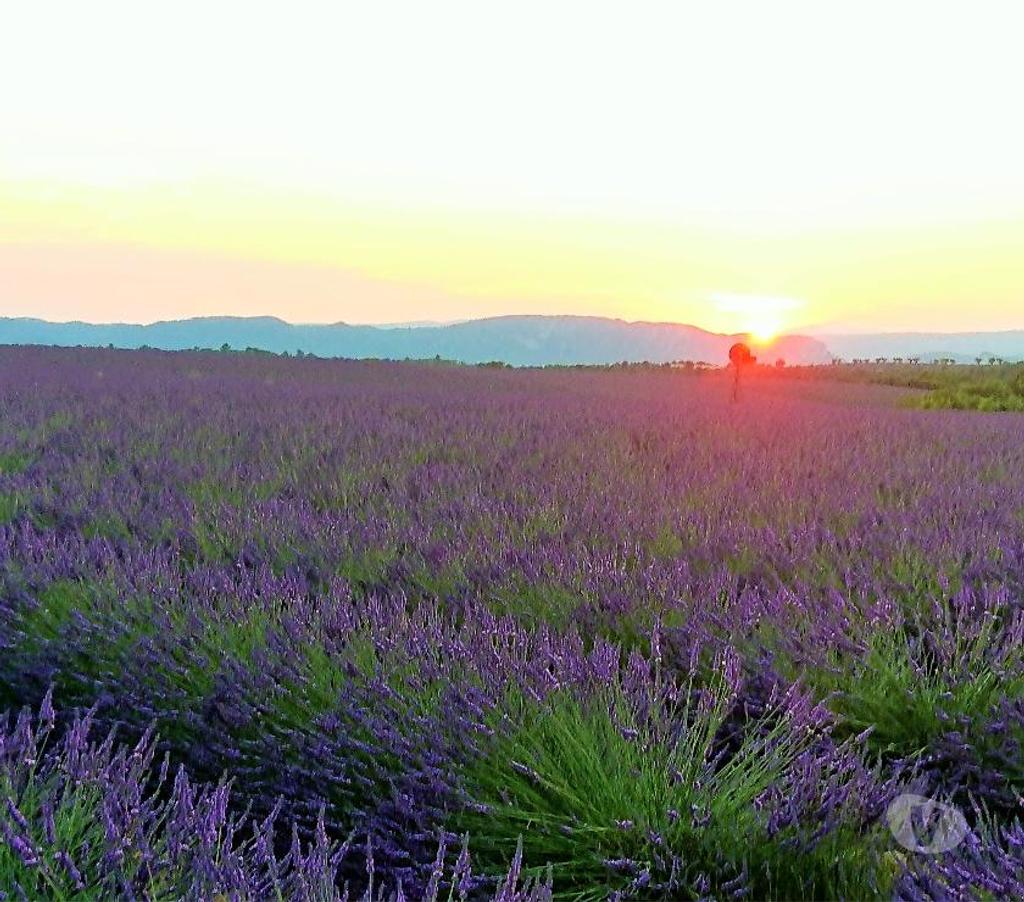 location saisonniere Alpes-de-Haute-Provence Valensole - 04210 - Photos Vivastreet Valensole Lavande villa 135 m² Parc du Verdon et ces lacs