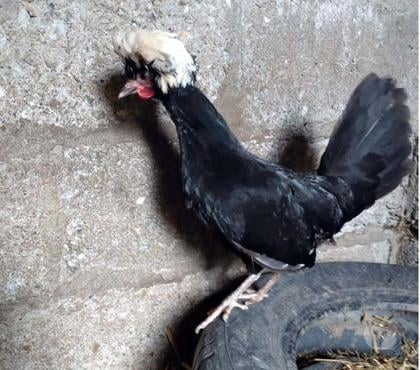 Vente animaux Abbaretz Loire-Atlantique - Photos Vivastreet WAAL, magnifique coq Hollandais à adopter