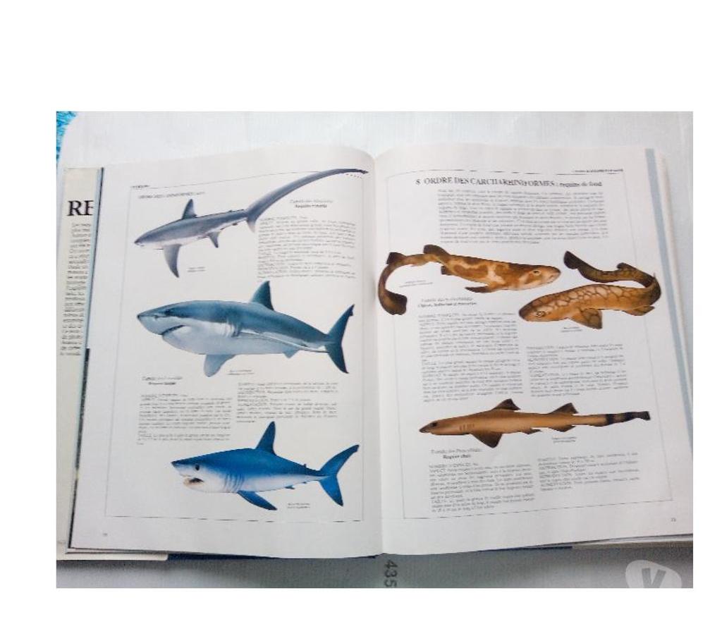 Livres occasion Loiret Chalette sur Loing - 45120 - Photos Vivastreet Livre Les Requins BORDAS 