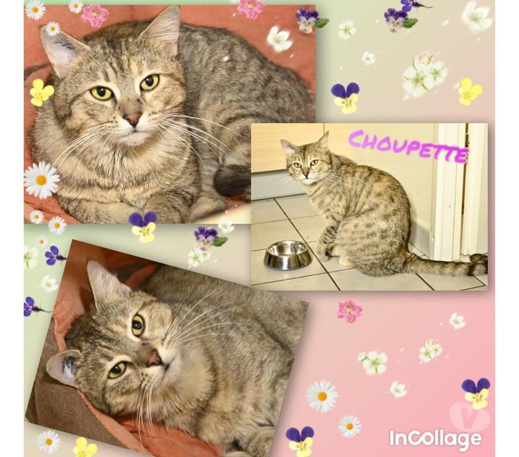 Don animaux Val-d'Oise Eaubonne - 95600 - Photos Vivastreet Choupette, adorable minette