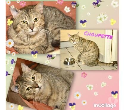 Adoption animaux Eaubonne Val-d'Oise - Photos Vivastreet Choupette, adorable minette