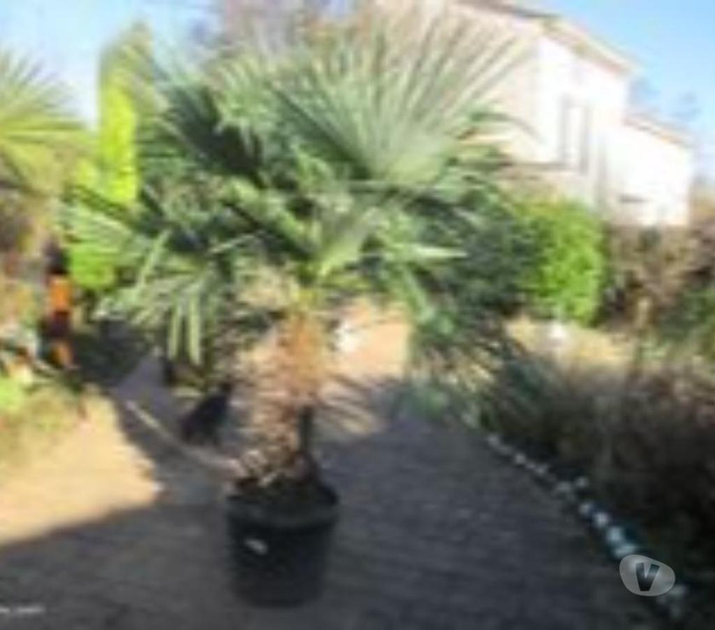  Charente St Yrieix sur Charente - 16710 - Photos Vivastreet superbe plantes au jardin du lavoir 16710