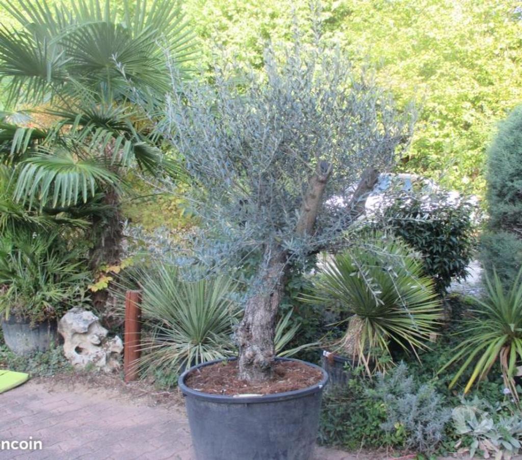  Charente St Yrieix sur Charente - 16710 - Photos Vivastreet superbe plantes au jardin du lavoir 16710